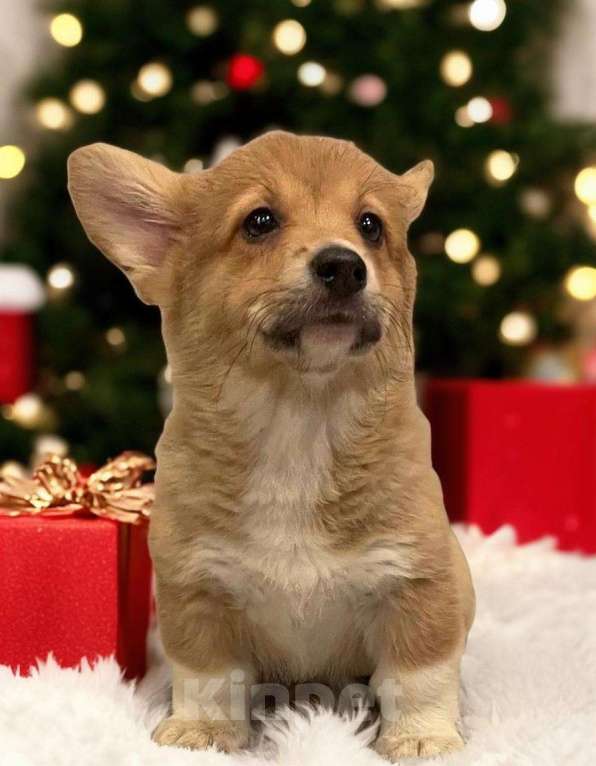 Собаки в Санкт-Петербурге: Вельш Корги Пемброк, девочки Девочка, 50 000 руб. - фото 1