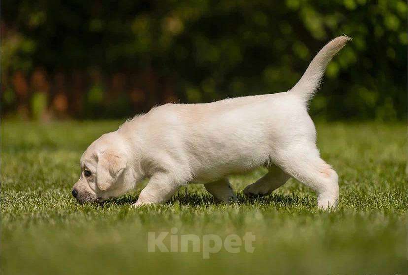 Собаки в Самаре: Мирабелла  Девочка, 45 000 руб. - фото 2