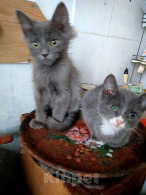 Кошки в Кемерово: Котенок  Мальчик, Бесплатно - фото 1