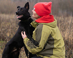 Собаки в Москве: Уголек очень хочет домой  Мальчик, Бесплатно - фото 2