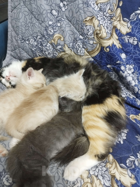 Кошки в Севастополе: Ищу хорошего хозяина Девочка, Бесплатно - фото 3