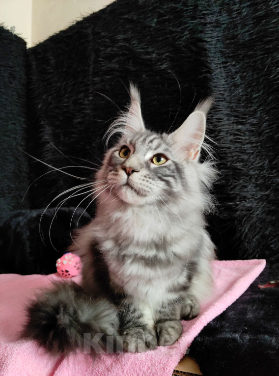 Кошки в Казани: Котик Арон Мальчик, Бесплатно - фото 7