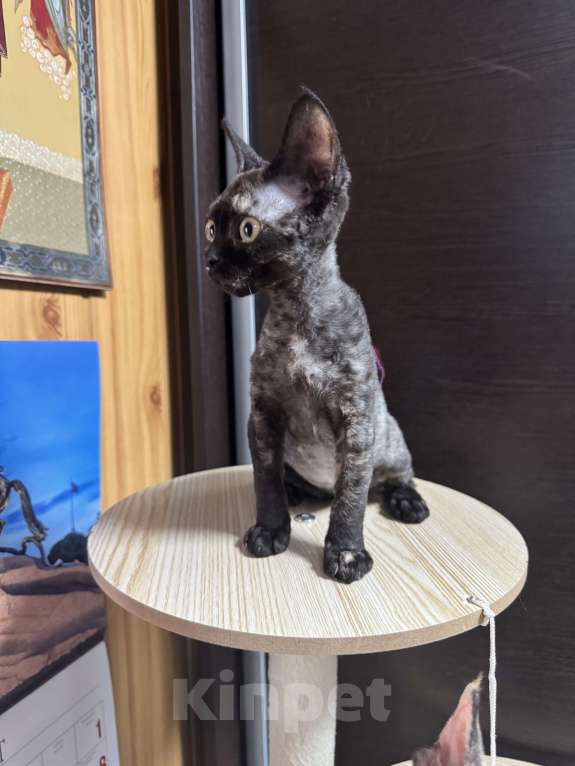 Кошки в Краснодаре: Кошечка девон-рекс Девочка, 42 000 руб. - фото 3