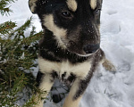 Собаки в других городах Ленинградской области: Пушистый красотун Мальчик, Бесплатно - фото 1