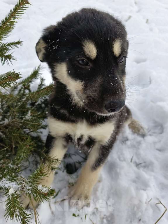 Собаки в других городах Ленинградской области: Пушистый красотун Мальчик, Бесплатно - фото 1