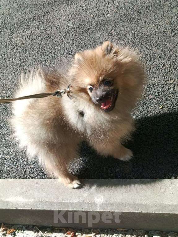 Собаки в Москве: Рыжий помощник Мальчик, 25 000 руб. - фото 3