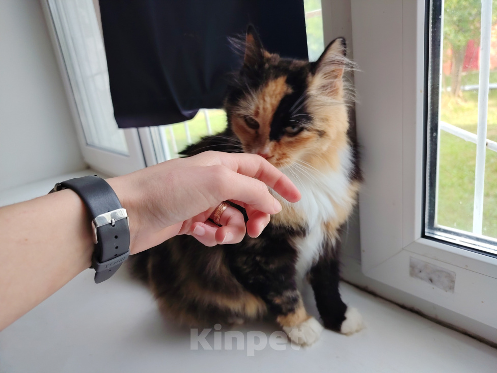 Кошки в Москве: Отдам кошку в добрые руки Девочка, Бесплатно - фото 5