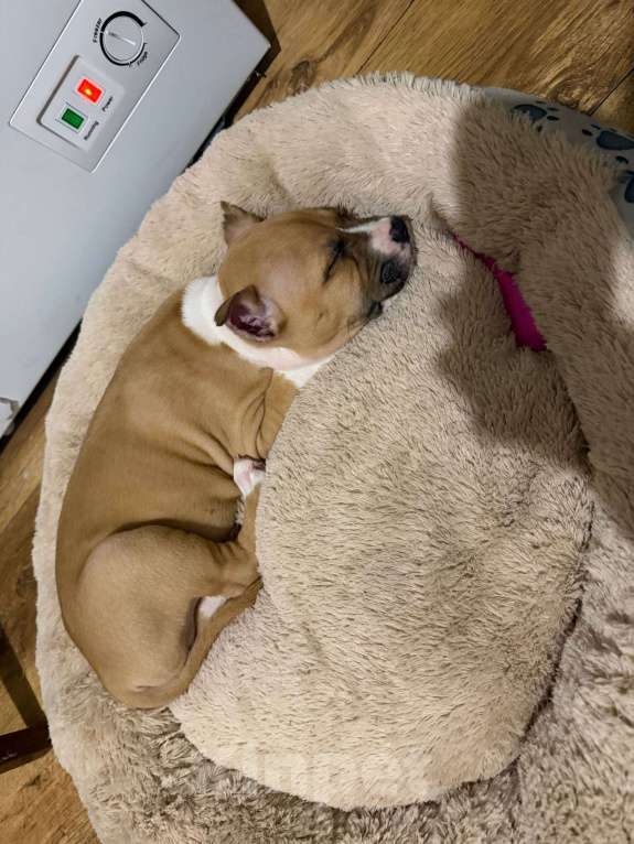 Собаки в Ореховом-Зуево: Продам щенка Стаффа Мальчик, 20 000 руб. - фото 4