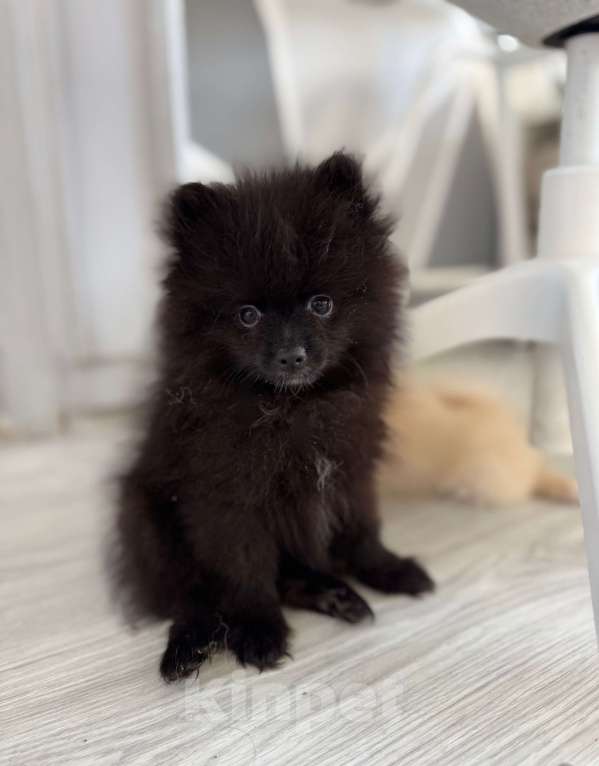 Собаки в Москве: Щенок померанский шпиц редкий окрас! Мальчик, 50 000 руб. - фото 3