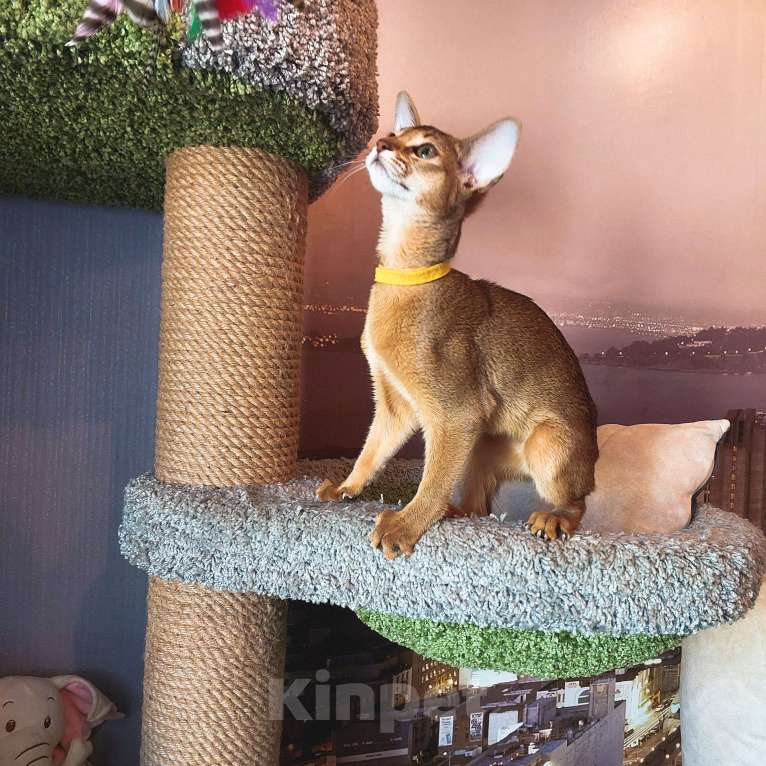 Кошки в Комсомольске-На-Амуре: Абиссинская кошка  Девочка, 35 000 руб. - фото 9