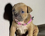 Собаки в Москве: Американские булли покет Девочка, Бесплатно - фото 1
