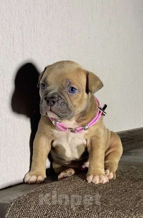 Собаки в Москве: Американские булли покет Девочка, Бесплатно - фото 1