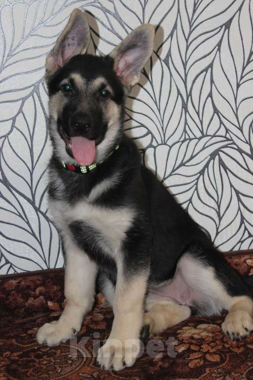 Собаки в Красноярске: Щенок ВЕО Нелли Голд Девочка, Бесплатно - фото 2