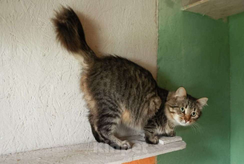 Кошки в Москве: Пушистый красавиц кот Степан в добрые руки Мальчик, Бесплатно - фото 2