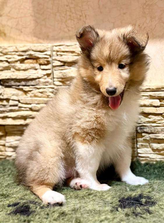 Собаки в Санкт-Петербурге: Шелти  Девочка, Бесплатно - фото 2