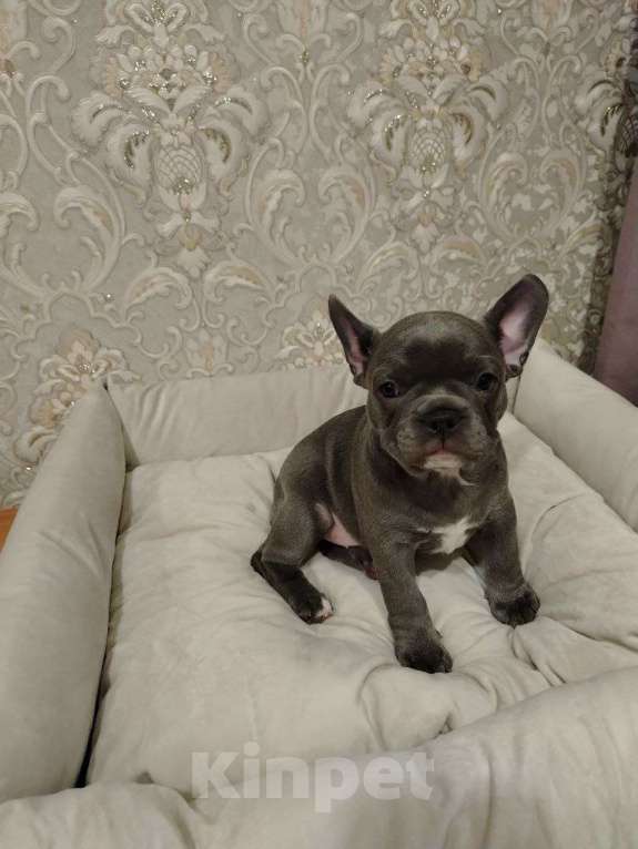 Собаки в Химках: Голубая француженка Девочка, 150 000 руб. - фото 2