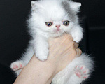 Кошки в Лянторе: Продам, 20 000 руб. - фото 2