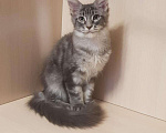 Кошки в Гусиноозерске: Котята мейн-кун, 30 000 руб. - фото 3