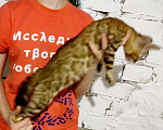 Кошки в Новокубанске: Бенгальская девочка Девочка, 1 руб. - фото 2