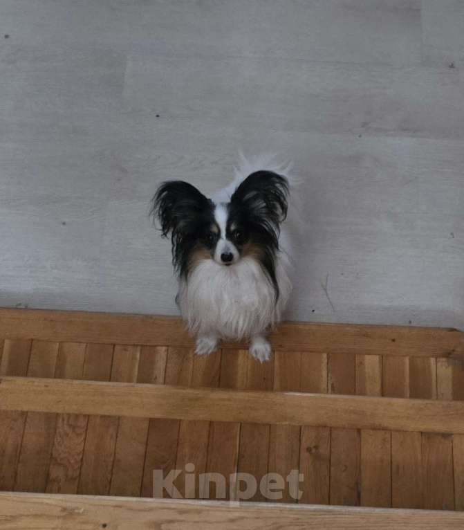 Собаки в других городах Московской области: Щенки Папийон девочки и мальчики Мальчик, 25 000 руб. - фото 5