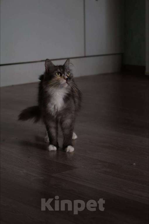 Кошки в Красноярске: Отдам кошку в добрые руки  Девочка, Бесплатно - фото 2