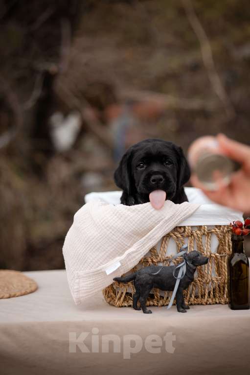 Собаки в Новороссийске: черный парень Мальчик, Бесплатно - фото 5