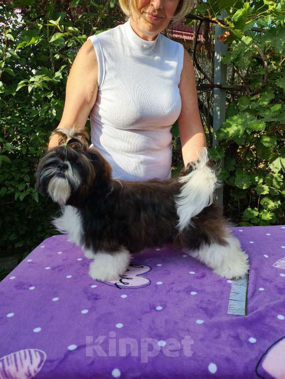 Собаки в других городах Краснодарского края: Малыш ши- тцу Мальчик, 50 000 руб. - фото 2