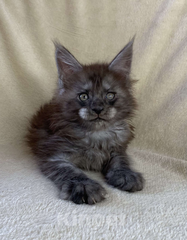 Кошки в Дмитрове: Черный дымчатый мальчик мейн кун Мальчик, 60 000 руб. - фото 1