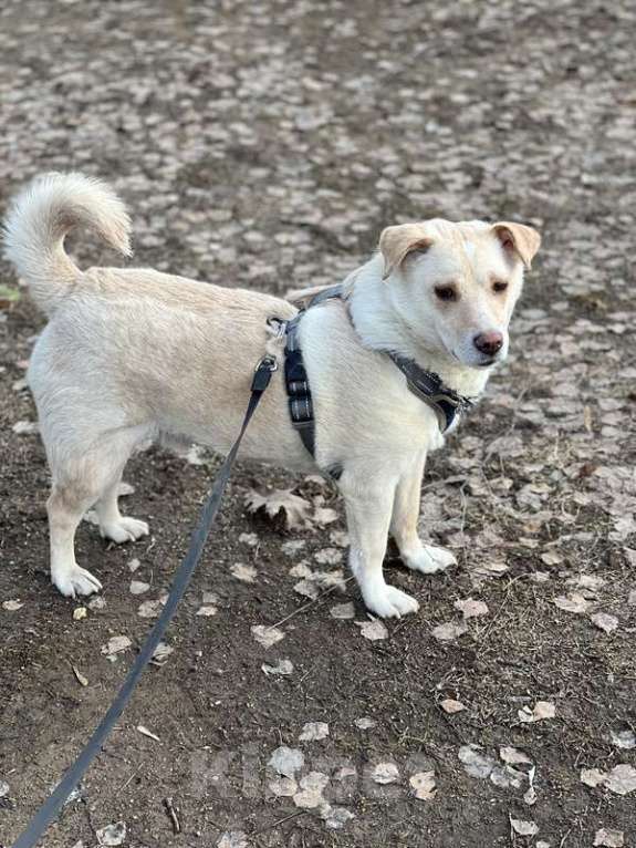 Собаки в Москве: Белый коротколапик Тако в добрые руки Мальчик, 1 руб. - фото 6