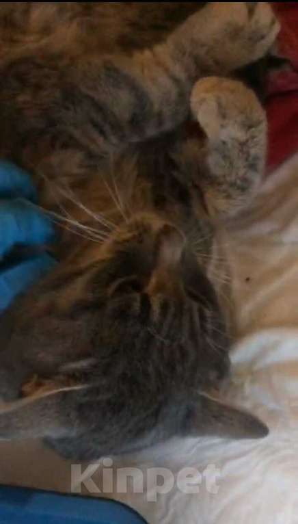 Кошки в Москве: Жертва жестокого обращения котик Гера ищет дом Мальчик, 1 руб. - фото 2