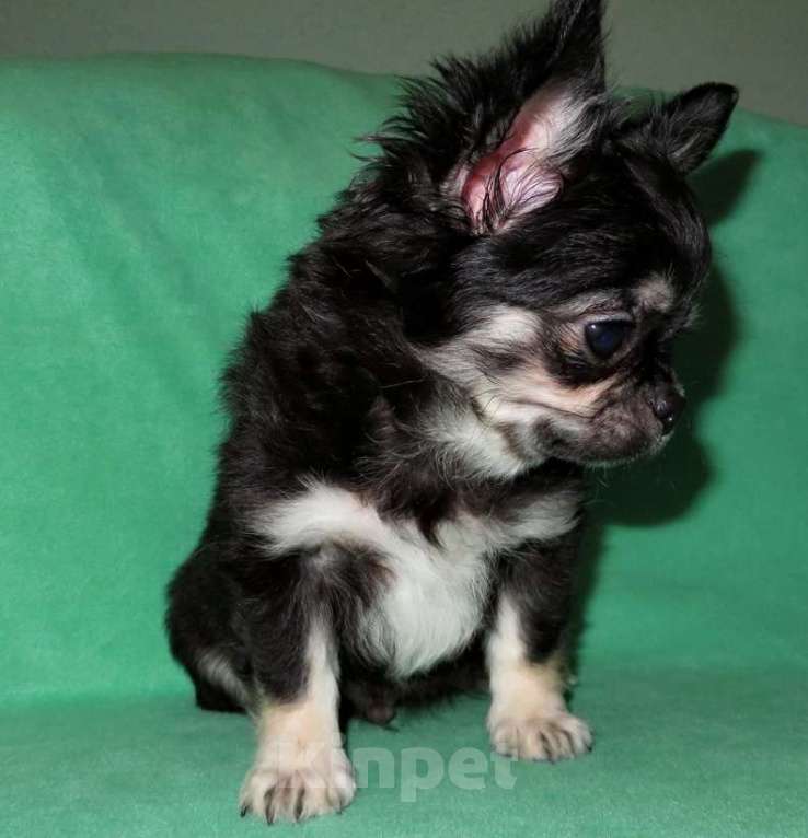 Собаки в Санкт-Петербурге: чихуахуа мальчик домашний любимец Мальчик, 45 000 руб. - фото 6