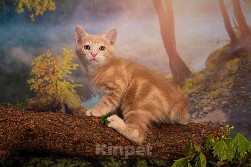 Кошки в Санкт-Петербурге: Котята курильского бобтейла  Мальчик, 30 000 руб. - фото 2