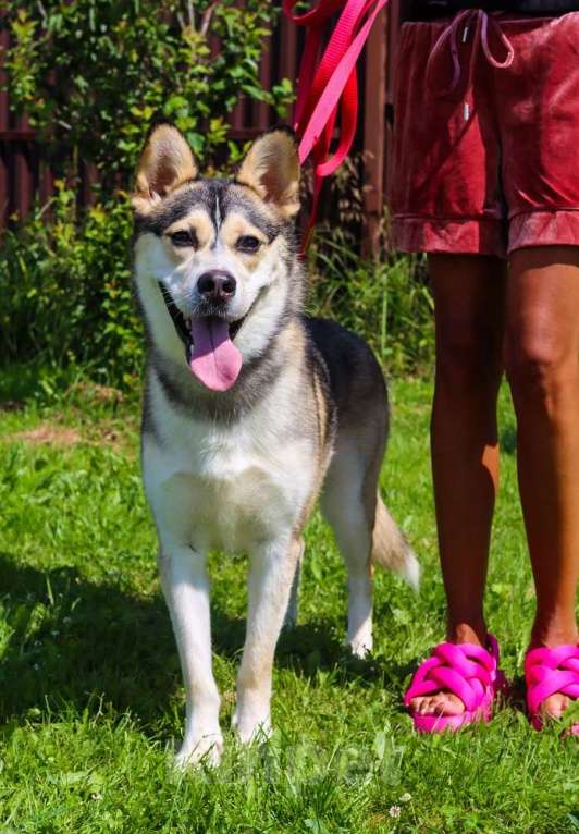 Собаки в Москве: Ася умная, добрая и послушная. Ищет семью! Девочка, Бесплатно - фото 8