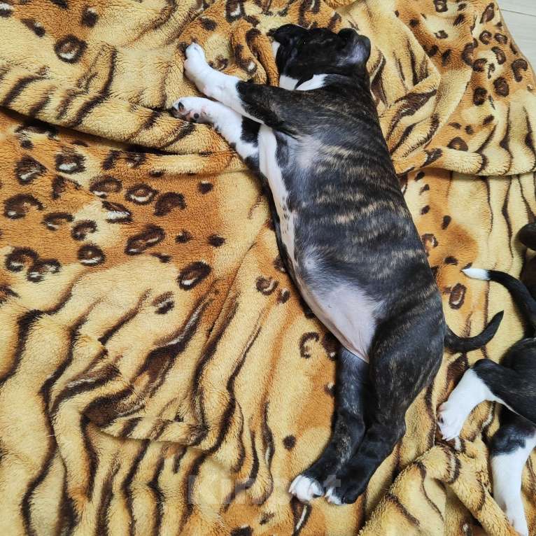 Собаки в Волхове: Щенок амстаффа Девочка, 80 000 руб. - фото 5