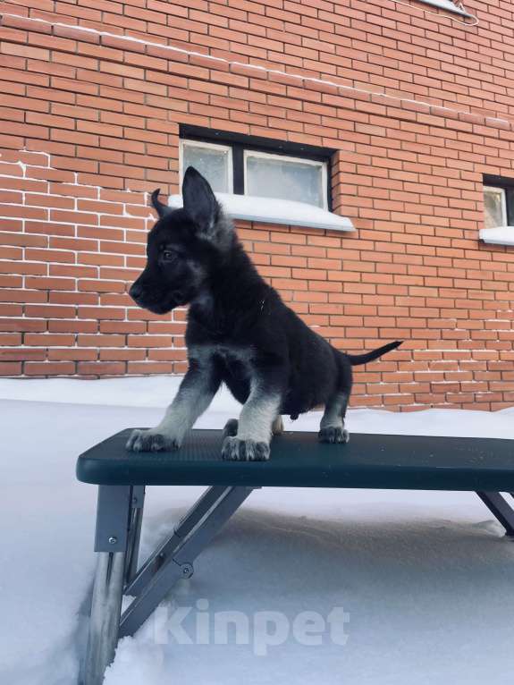 Собаки в Туле: Кобель ВЕО Мальчик, 60 000 руб. - фото 8