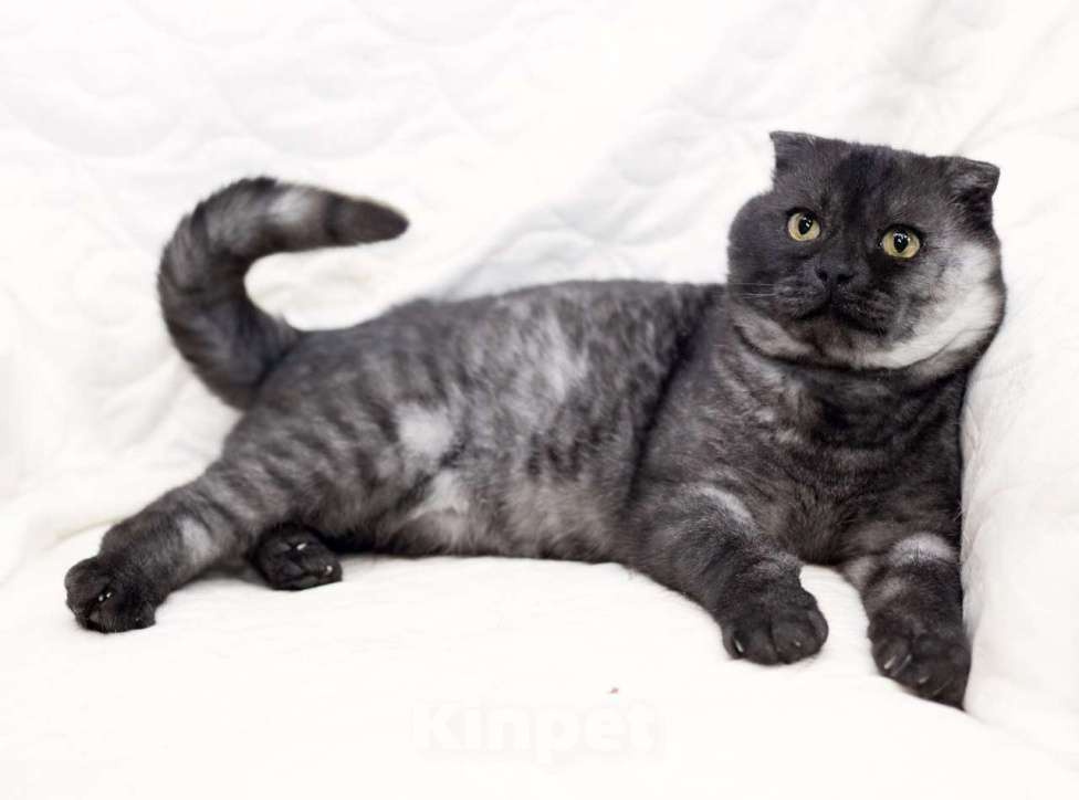 Кошки в Москве: Самый ласковый шотландский кот Герлен, окрас черный дым, в дар Мальчик, 1 руб. - фото 2