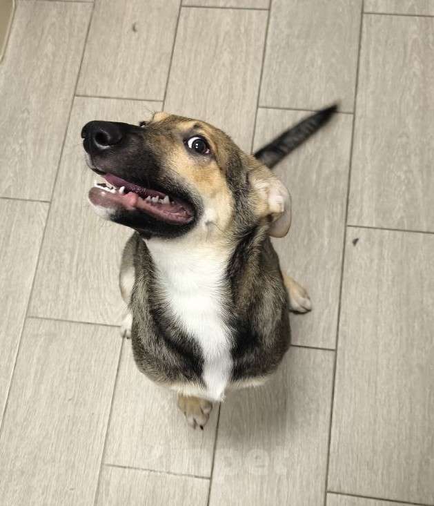 Собаки в Москве: В воскресенье ее должны увозить в дальний приют Девочка, Бесплатно - фото 3