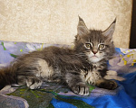 Кошки в Москве: Котёнок Мейн-Кун из питомника Девочка Девочка, 55 000 руб. - фото 1