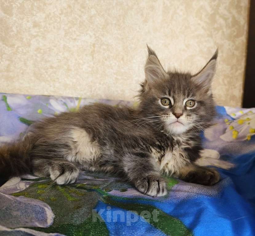 Кошки в Москве: Котёнок Мейн-Кун из питомника Девочка Девочка, 55 000 руб. - фото 1