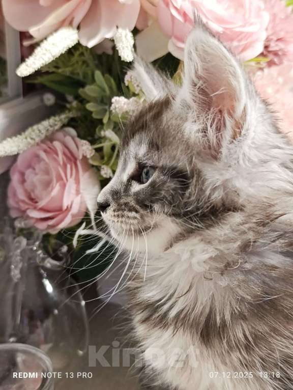 Кошки в Воронеже: Красивый мальчик, котенок Мейн кун Мальчик, 25 000 руб. - фото 5