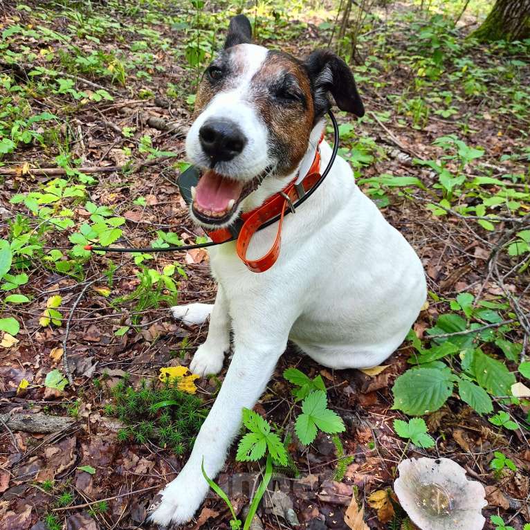 Собаки в Сураже: Продам щенков фокстерьера Девочка, 7 000 руб. - фото 6