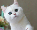 Кошки в Москве: Серебристый британский мальчик Мальчик, 40 000 руб. - фото 3