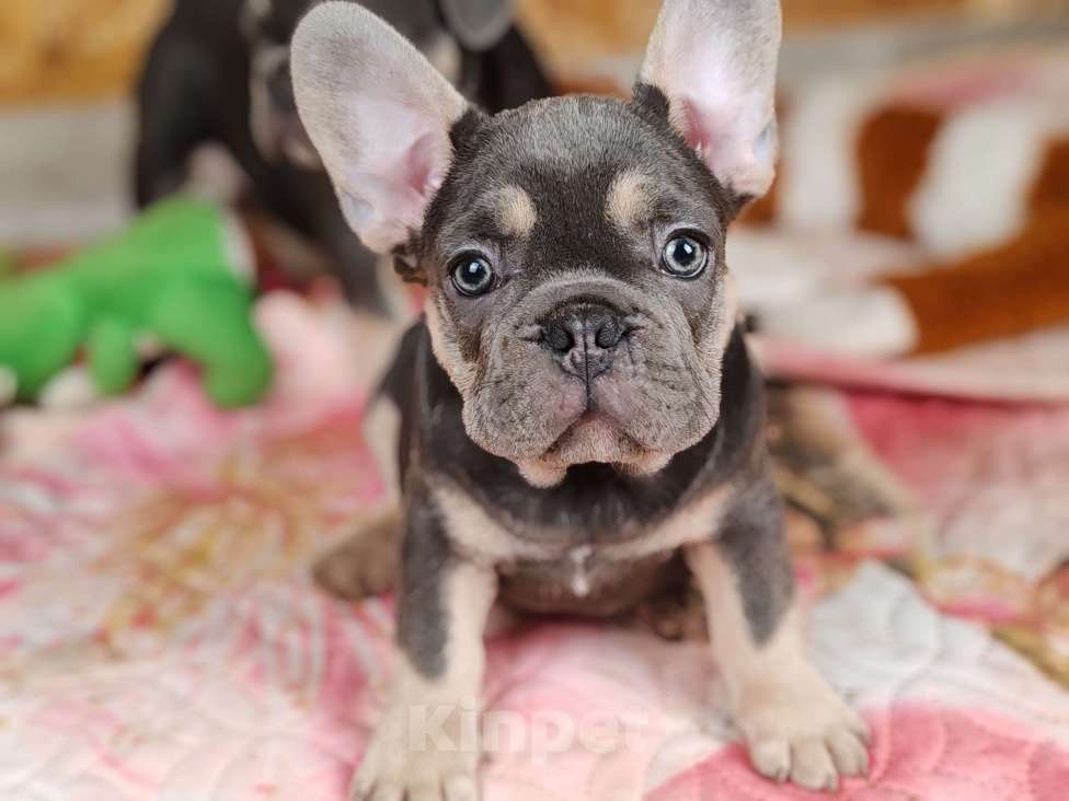 Собаки в Санкт-Петербурге: Шикарный лиловый мальчик Мальчик, 80 000 руб. - фото 4