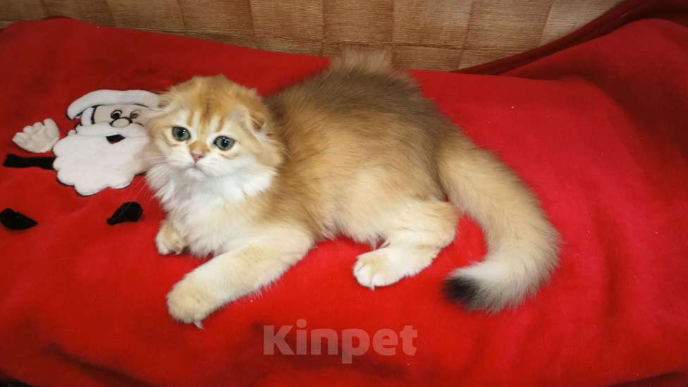 Кошки в Москве: Вислоухая куколка Девочка, 20 000 руб. - фото 3