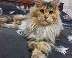 Кошки в Кубинке: Котенок мейн-куна Мальчик, 80 000 руб. - фото 4