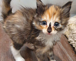 Кошки в Тобольске: Отдам в добрые руки Девочка, 1 руб. - фото 3
