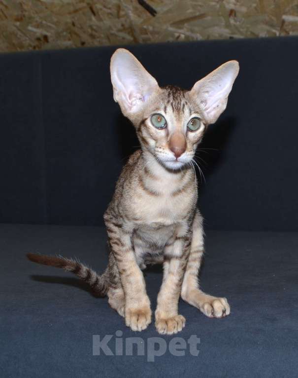 Кошки в Глазове: Хаммер Мальчик, 35 000 руб. - фото 2