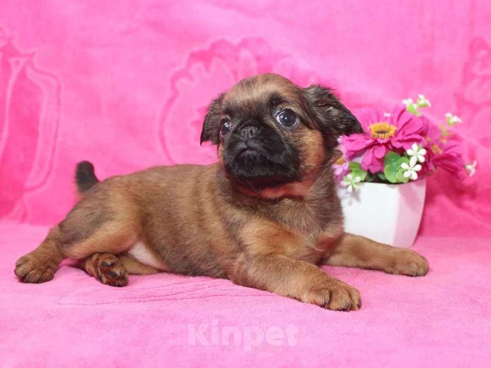 Собаки в Санкт-Петербурге: Маленькая разбойница Девочка, 80 000 руб. - фото 7