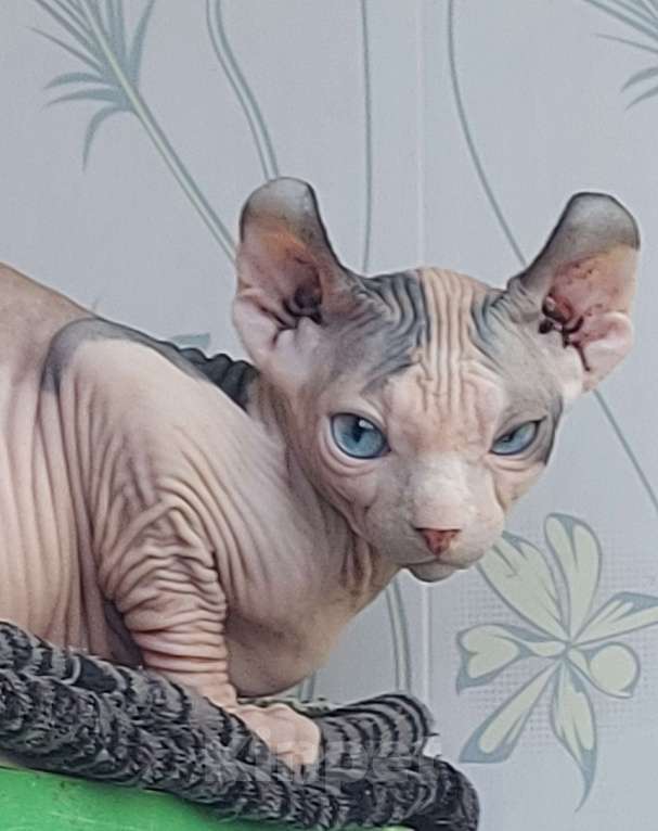 Кошки в Люберцах: Девочка эльф из программы DBE Девочка, Бесплатно - фото 4