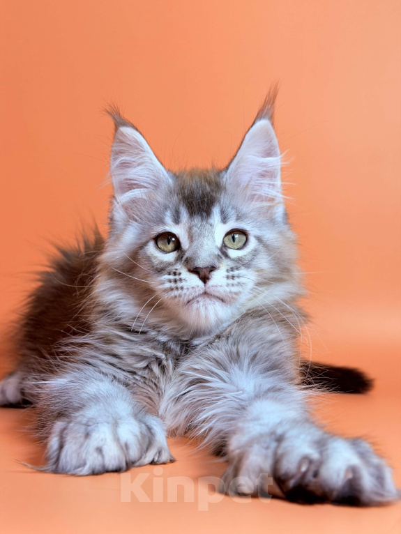 Кошки в других городах Московской области: Серебряный полидакт Мальчик, 65 000 руб. - фото 1